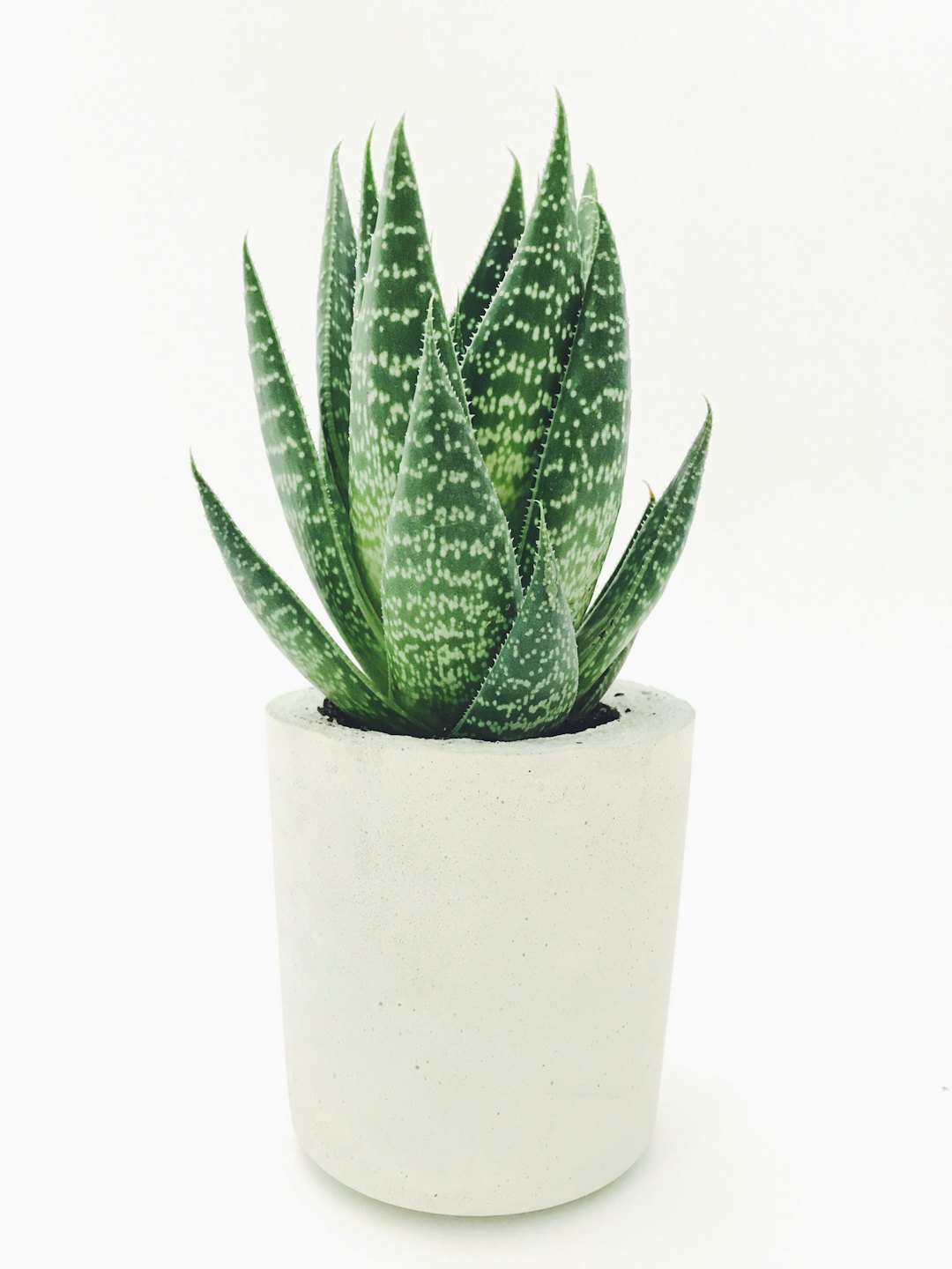 Aloes w ceramice